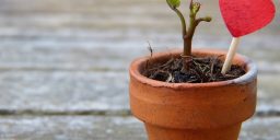 Tree growing with a heart