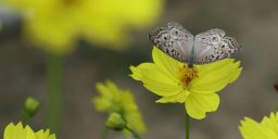 Springtime butterfly